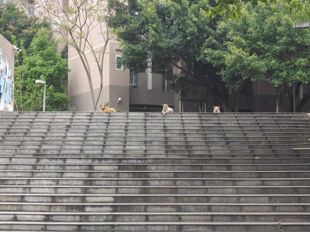 科学城校区：惬意的三小只（艺术学院摄）