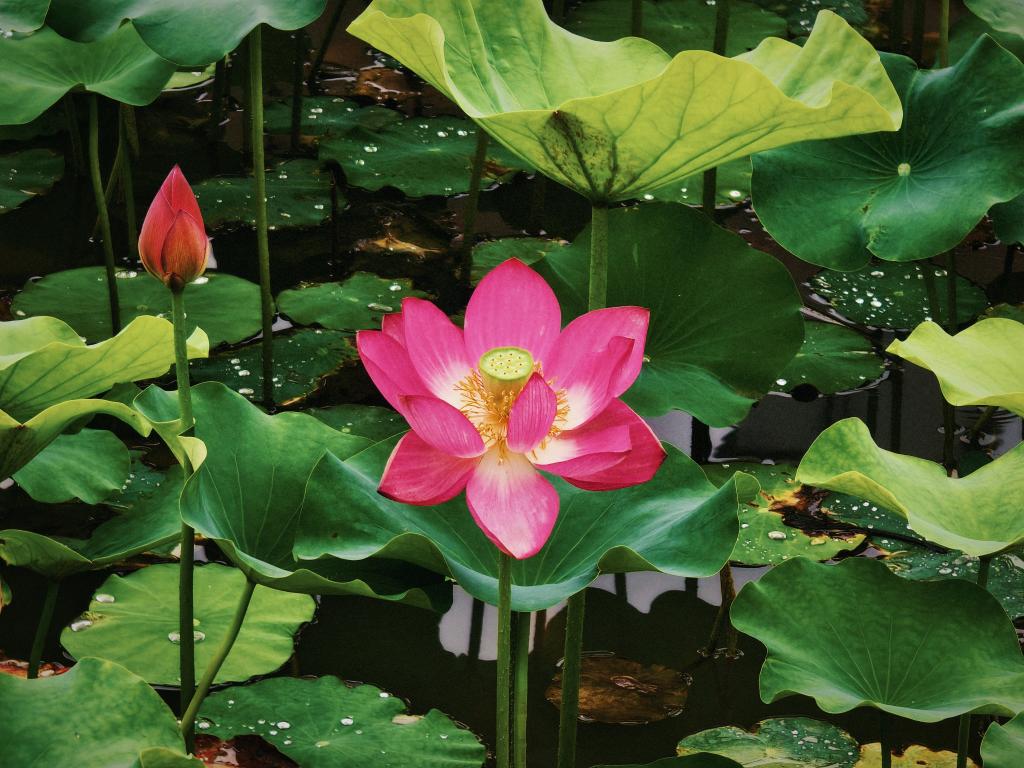 交大夏荷（机电学院李博轩摄）