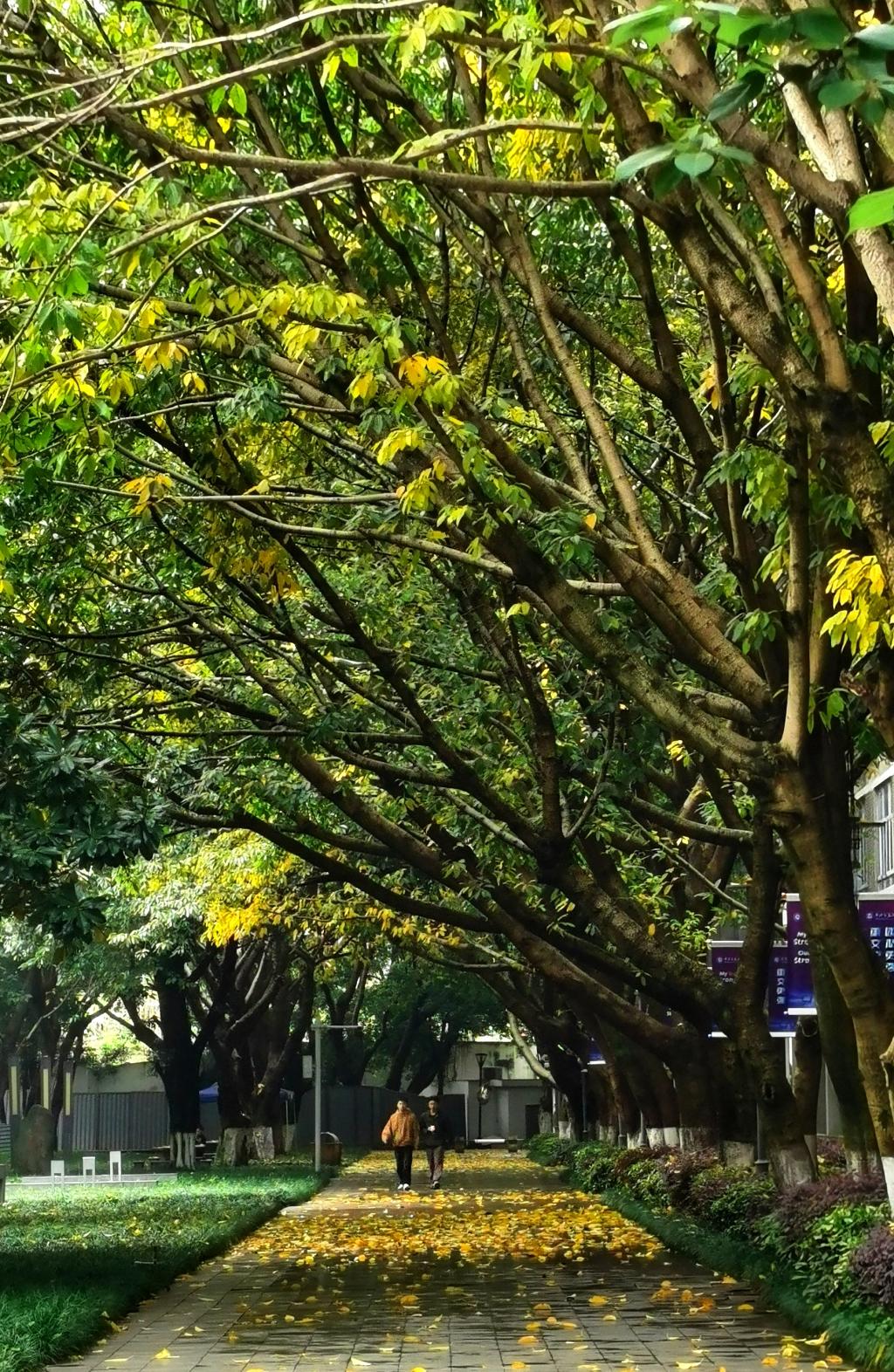 南岸校区林荫道（宣传部摄）