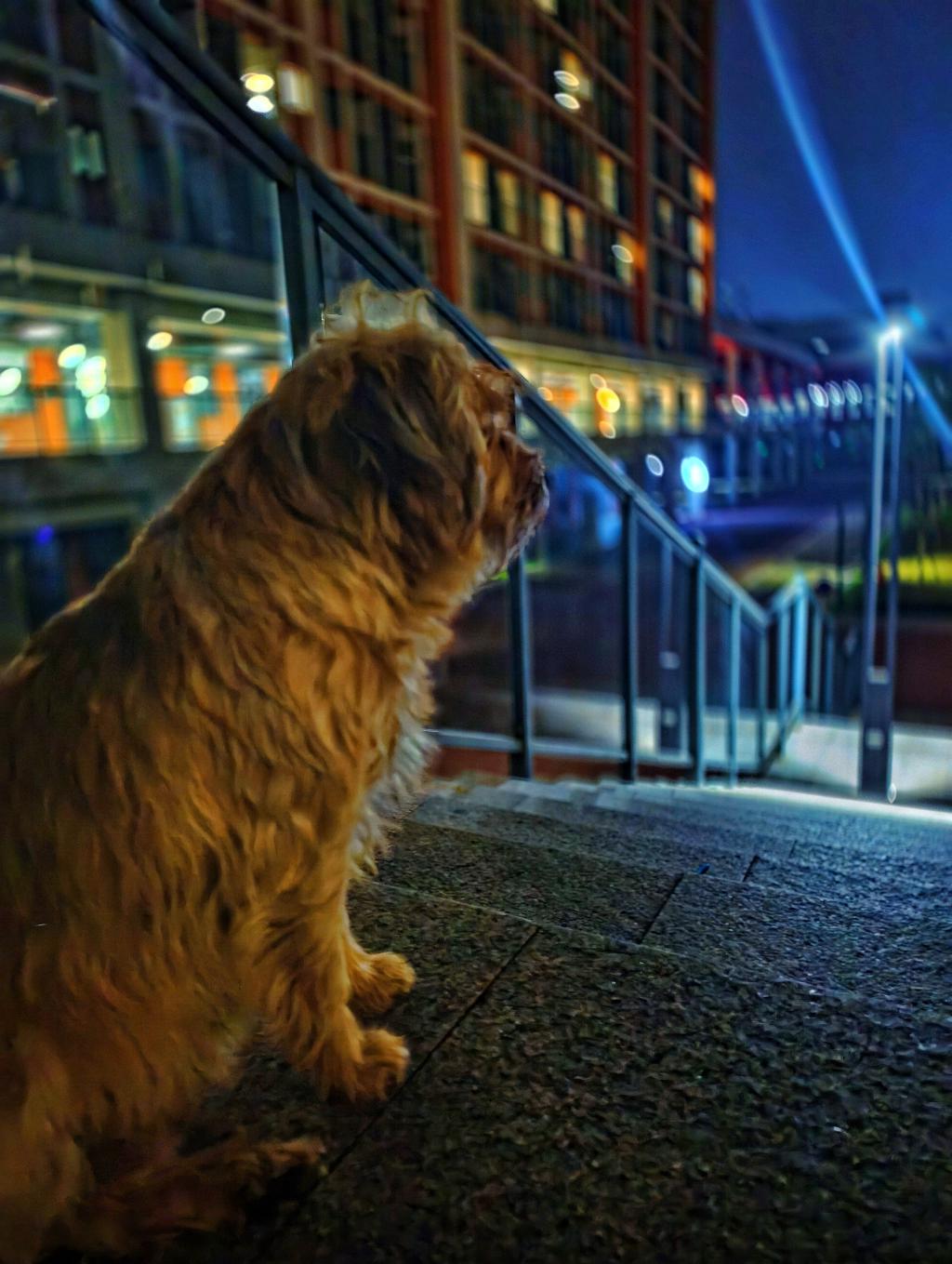 科学城校区的小动物